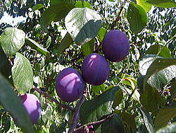 250px-Fruits_Prunus_domestica.jpg